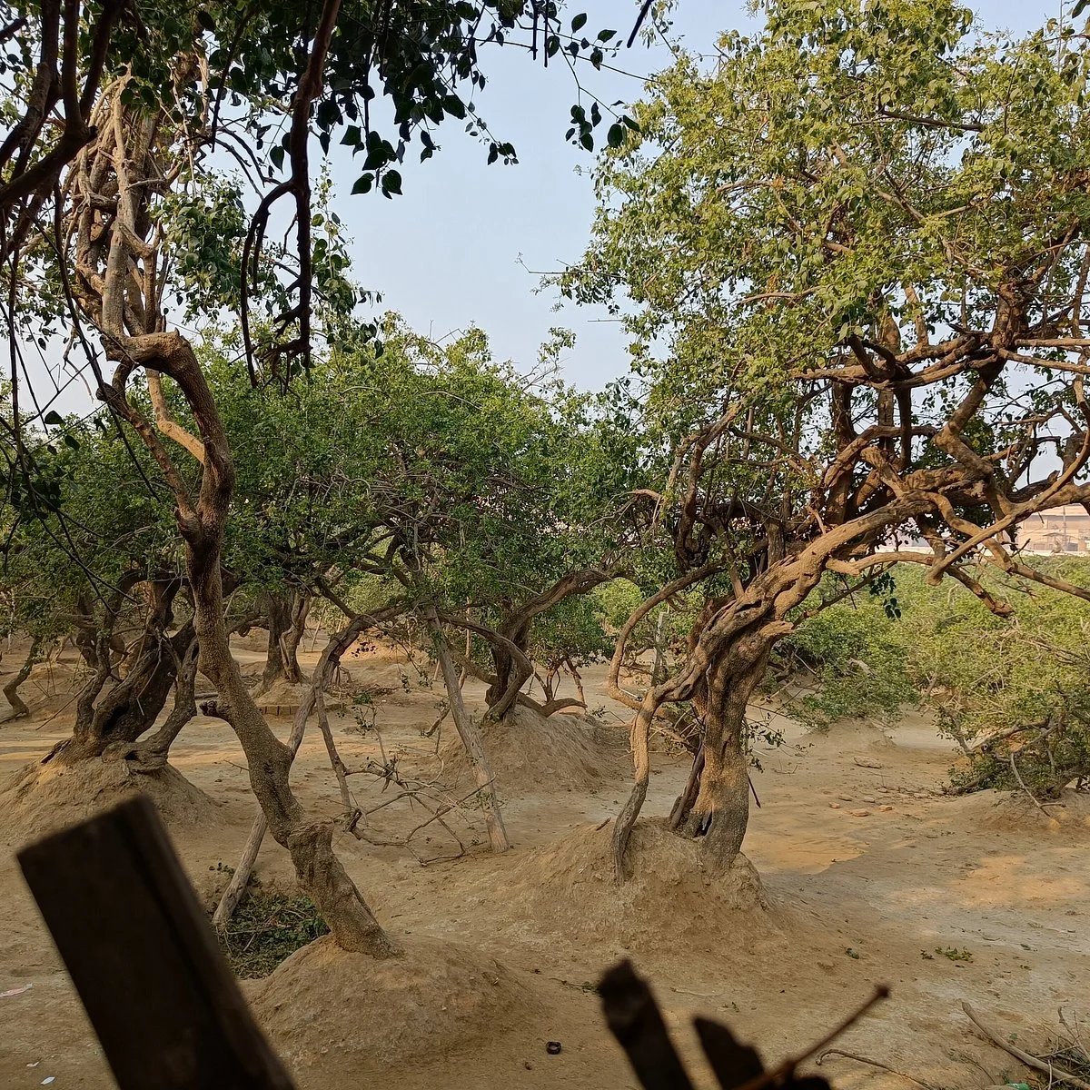 Home Nidhivan, Vrindavan