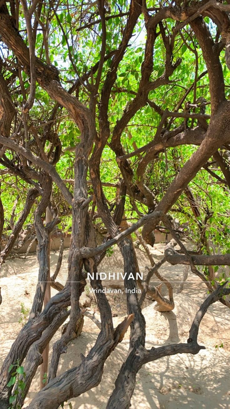 Home Nidhivan, Vrindavan — destination photograph